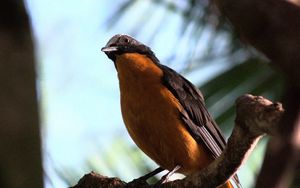 Preview wallpaper redstart, bird, branch