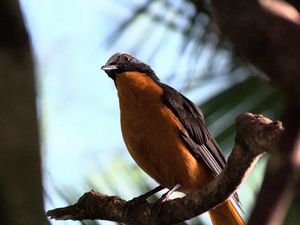 Preview wallpaper redstart, bird, branch