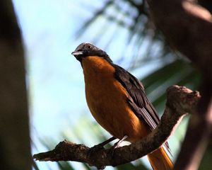 Preview wallpaper redstart, bird, branch