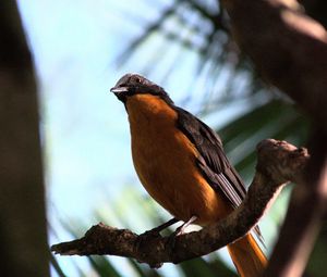 Preview wallpaper redstart, bird, branch