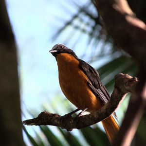 Preview wallpaper redstart, bird, branch