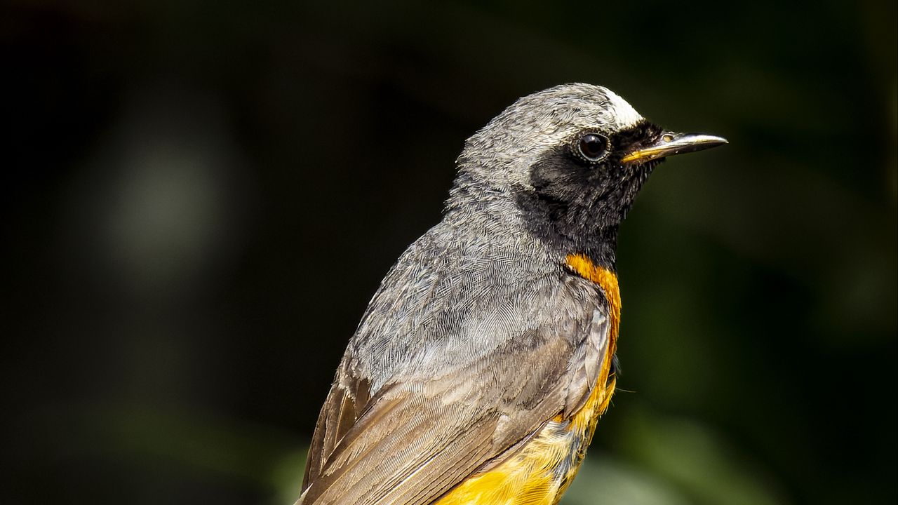 Wallpaper redstart, bird, wildlife, stone