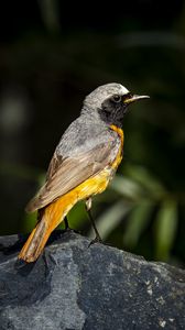 Preview wallpaper redstart, bird, wildlife, stone