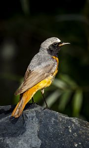 Preview wallpaper redstart, bird, wildlife, stone