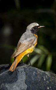 Preview wallpaper redstart, bird, wildlife, stone