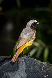 Preview wallpaper redstart, bird, wildlife, stone