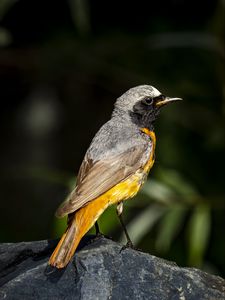 Preview wallpaper redstart, bird, wildlife, stone