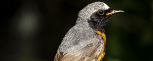 Preview wallpaper redstart, bird, wildlife, stone