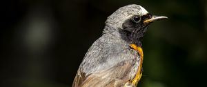 Preview wallpaper redstart, bird, wildlife, stone