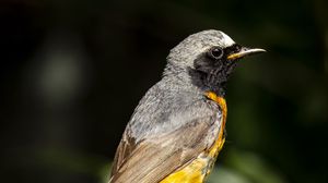 Preview wallpaper redstart, bird, wildlife, stone