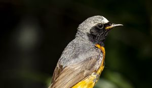 Preview wallpaper redstart, bird, wildlife, stone