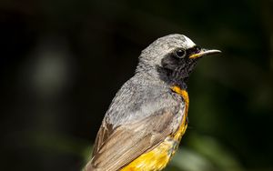 Preview wallpaper redstart, bird, wildlife, stone