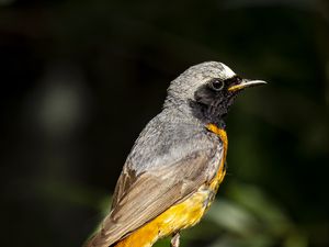 Preview wallpaper redstart, bird, wildlife, stone