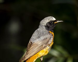 Preview wallpaper redstart, bird, wildlife, stone