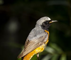 Preview wallpaper redstart, bird, wildlife, stone