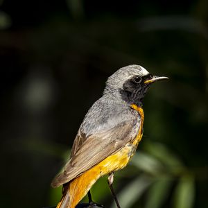 Preview wallpaper redstart, bird, wildlife, stone