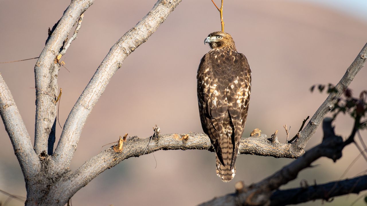 Wallpaper red-tailed buzzard, hawk, bird, feathers, branch