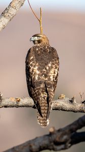 Preview wallpaper red-tailed buzzard, hawk, bird, feathers, branch