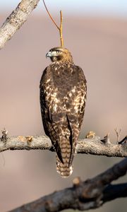 Preview wallpaper red-tailed buzzard, hawk, bird, feathers, branch