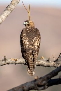 Preview wallpaper red-tailed buzzard, hawk, bird, feathers, branch