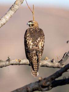 Preview wallpaper red-tailed buzzard, hawk, bird, feathers, branch