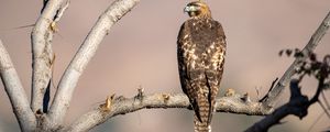 Preview wallpaper red-tailed buzzard, hawk, bird, feathers, branch