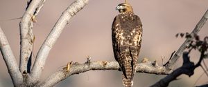 Preview wallpaper red-tailed buzzard, hawk, bird, feathers, branch