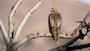 Preview wallpaper red-tailed buzzard, hawk, bird, feathers, branch