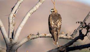 Preview wallpaper red-tailed buzzard, hawk, bird, feathers, branch