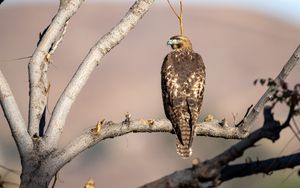 Preview wallpaper red-tailed buzzard, hawk, bird, feathers, branch