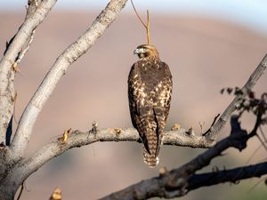 Preview wallpaper red-tailed buzzard, hawk, bird, feathers, branch