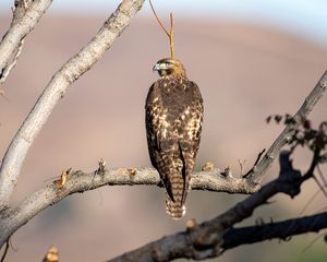 Preview wallpaper red-tailed buzzard, hawk, bird, feathers, branch