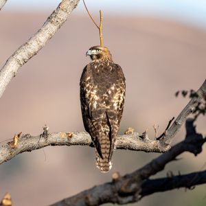 Preview wallpaper red-tailed buzzard, hawk, bird, feathers, branch