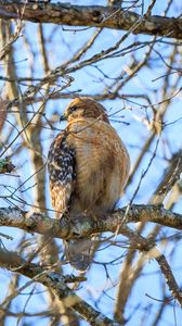 Preview wallpaper red-tailed buzzard, hawk, bird, feathers, tree, branches