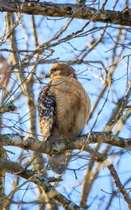 Preview wallpaper red-tailed buzzard, hawk, bird, feathers, tree, branches