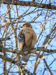 Preview wallpaper red-tailed buzzard, hawk, bird, feathers, tree, branches