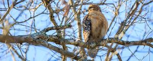 Preview wallpaper red-tailed buzzard, hawk, bird, feathers, tree, branches