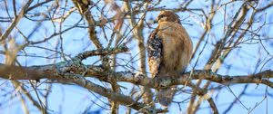 Preview wallpaper red-tailed buzzard, hawk, bird, feathers, tree, branches