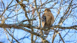Preview wallpaper red-tailed buzzard, hawk, bird, feathers, tree, branches