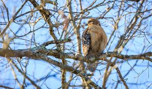 Preview wallpaper red-tailed buzzard, hawk, bird, feathers, tree, branches