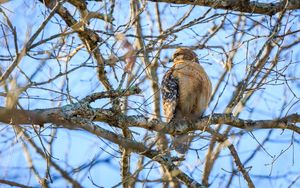 Preview wallpaper red-tailed buzzard, hawk, bird, feathers, tree, branches