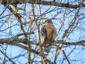 Preview wallpaper red-tailed buzzard, hawk, bird, feathers, tree, branches