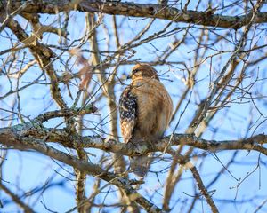 Preview wallpaper red-tailed buzzard, hawk, bird, feathers, tree, branches