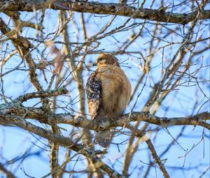 Preview wallpaper red-tailed buzzard, hawk, bird, feathers, tree, branches