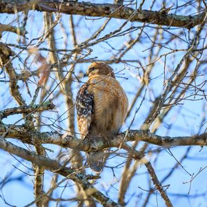 Preview wallpaper red-tailed buzzard, hawk, bird, feathers, tree, branches