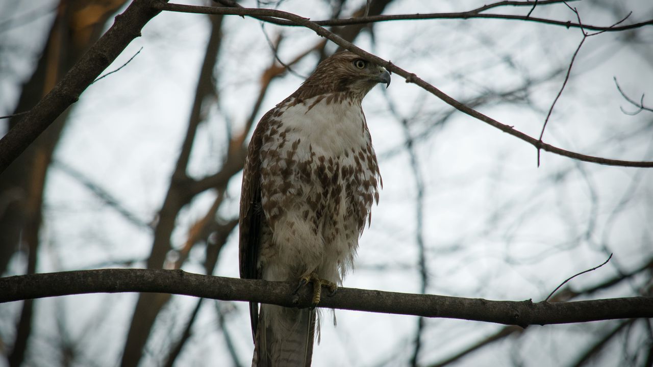 Wallpaper red-tailed buzzard, hawk, bird, branch, wild