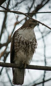 Preview wallpaper red-tailed buzzard, hawk, bird, branch, wild