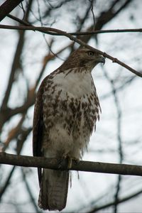 Preview wallpaper red-tailed buzzard, hawk, bird, branch, wild