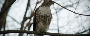 Preview wallpaper red-tailed buzzard, hawk, bird, branch, wild