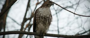 Preview wallpaper red-tailed buzzard, hawk, bird, branch, wild